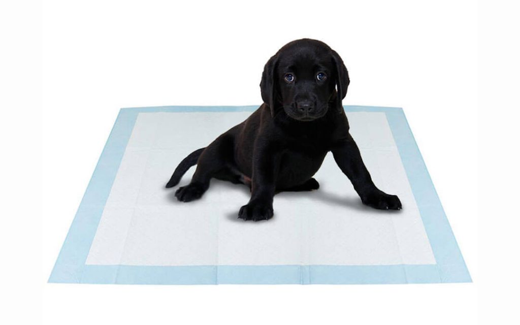 Puppy Housebreaking. Custom Canine Path puppy training plans will address any problems you have with your fur baby and teach it new commands and behaviors while building the foundation of a beautiful bond between the owner and their puppy. We offer dog training services for Manhattan Beach, Hermosa Beach, Redondo Beach, Torrance, El Segundo, Playa Del Rey, Marina Del Rey, Gardena, Wilmington, San Pedro, Westchester, Carson, Lawndale, Hawthorne, Marina Del Rey, Playa Vista, Long Beach, Palo Verdes, West Los Angeles, and Culver City. CALL NOW (310) 480-6773