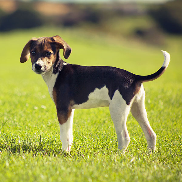 Dog Training Services in Orange County