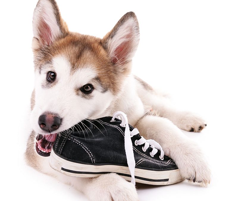 Save Your Shoes From Being Chewed Up with Private Puppy Training