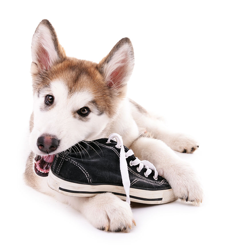 Dog keeps chewing shoes hotsell