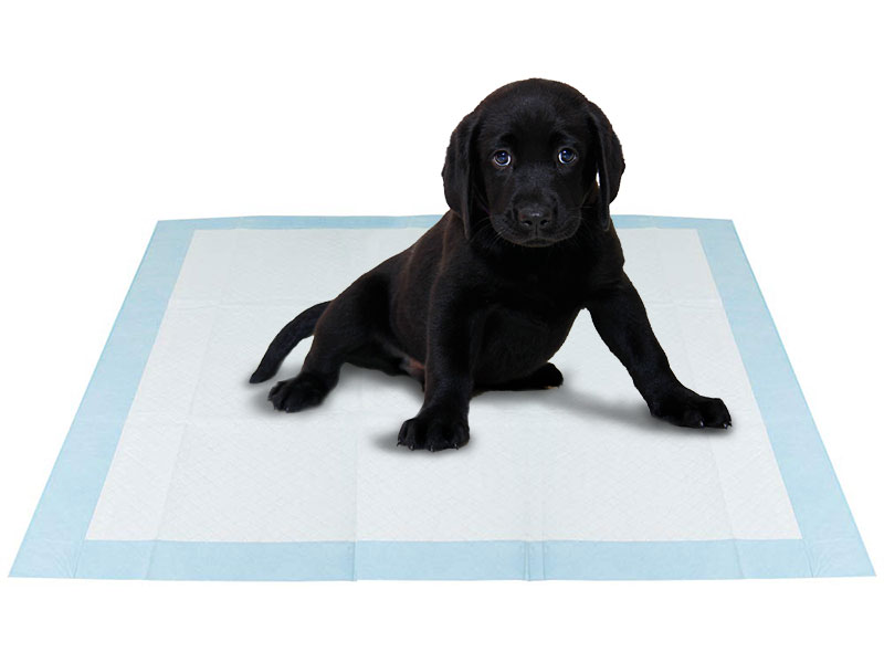 Private Puppy Training Services in Los Angeles