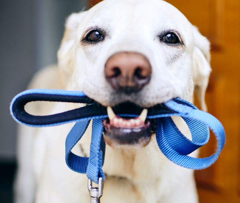 Initial Evaluations: The First Step of Private Dog Training
