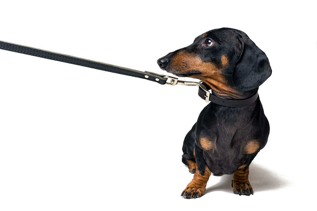 Leash manners training for dogs in the Los Angeles area.