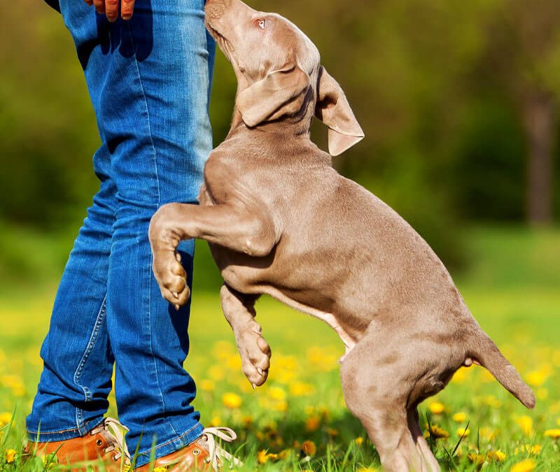 Positive Reinforcement Dog Training