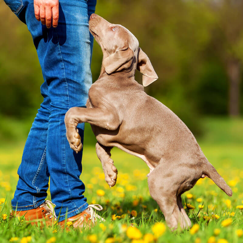 An effective method for training dogs, positive reinforcement uses rewards and incentives to encourage behaviors in dogs. At Canine Path, we utilize positive reinforcement in our system and have had countless success stories.