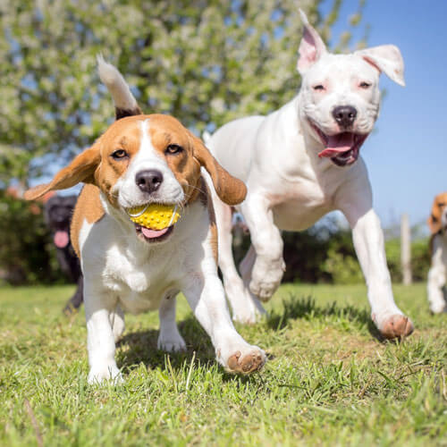 Mastering Manners: The Top Benefits of Professional Dog Training Services in Orange County