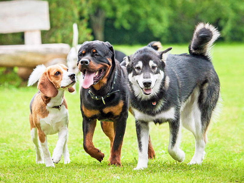 Obedience Training Services for Dogs