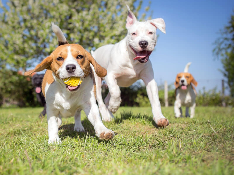 Why Investing in Dog Training Services is Worth Every Penny