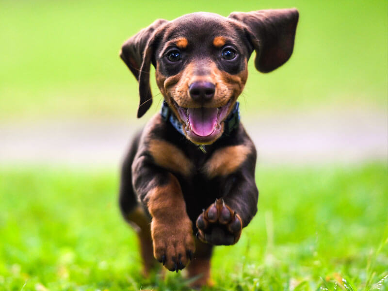 Why Hiring Canine Path Dog Training is a Good Idea