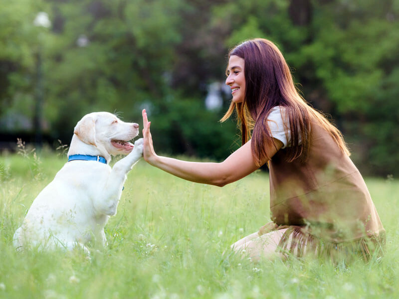 At Canine Path we offer private training sessions for puppy socialization so that your little fur baby will be acclimated and socialized in a positive way according to their own pace. Reach out to us for a free consultation. We offer dog training services for Manhattan Beach, Hermosa Beach, Redondo Beach, Torrance, El Segundo, Playa Del Rey, Marina Del Rey, Gardena, Wilmington, San Pedro, Westchester, Carson, Lawndale, Hawthorne, Marina Del Rey, Playa Vista, Long Beach, Palo Verdes, West Los Angeles, and Culver City. CALL NOW (310) 480-6773