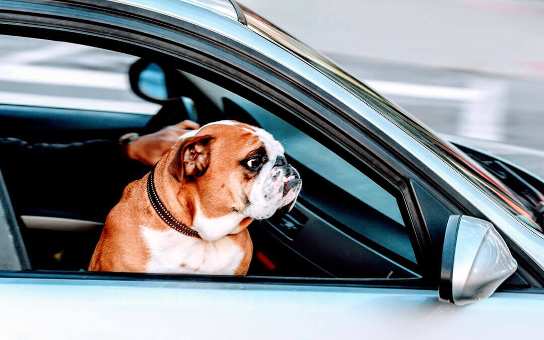 How to Train Your Dog for Car Rides
