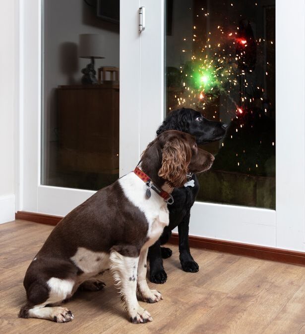 Six Ways to Help Dogs Afraid of Fireworks