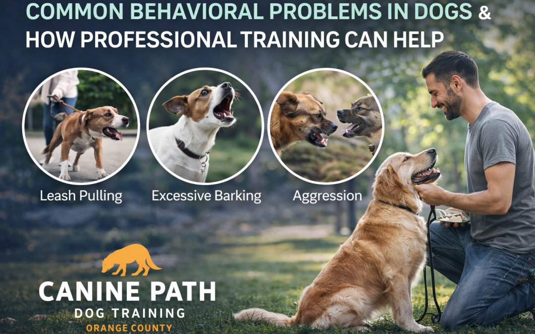 Common Behavioral Problems in Dogs